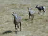 Big Horn Sheep 1.jpg (84127 bytes)